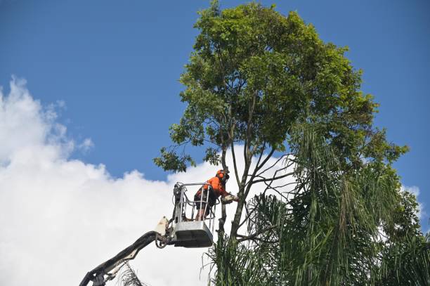 How Our Tree Care Process Works  in  Cienega Springs, AZ